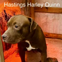 Adele, a female American Bully for sale in Smithdale, MS – Photo 7 of 7