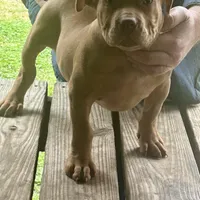 Adele, a female American Bully for sale in Smithdale, MS – Photo 4 of 7