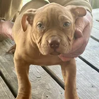 Adele, a female American Bully for sale in Smithdale, MS – Photo 2 of 7