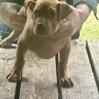 Adele, a female American Bully for sale in Smithdale, MS – Photo 3 of 7