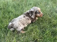 Akc Allie LH PRA clear , a female Miniature Dachshund for sale in Canton, OH – 3 of 3