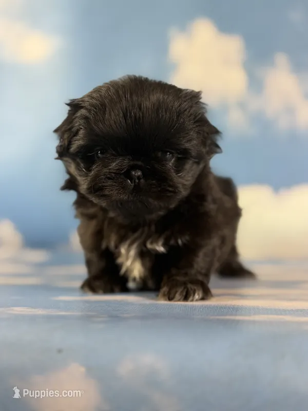 Akc Jet DNA OFA  – Pekingese puppy for sale in East Sparta, OH
