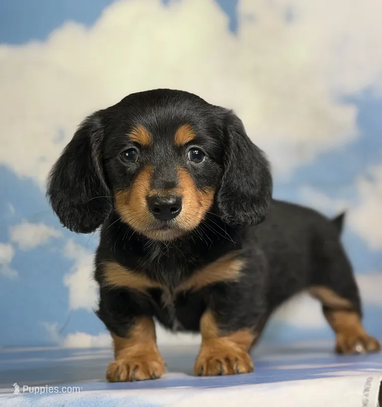 AKC DNA clear LH kinder – Miniature Dachshund puppy for sale in Canton, OH