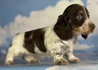 Coco Pudding LH ICA Chic parents heavy ticking , a male Miniature Dachshund for sale in Canton, OH – Photo 8 of 8