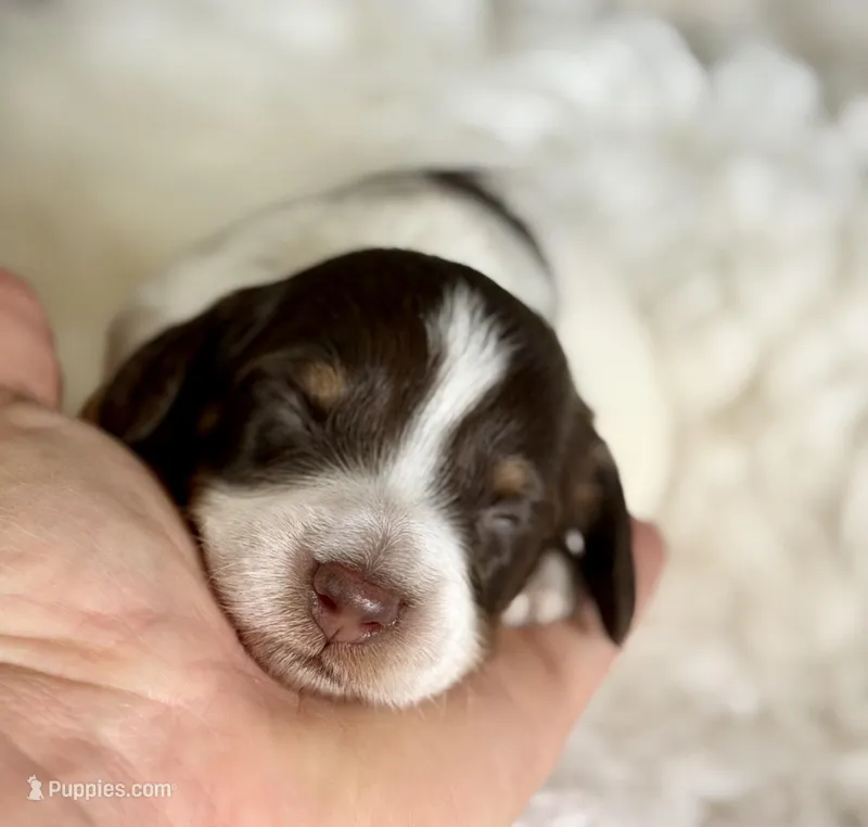 Coco Pudding LH ICA Chic parents  – Miniature Dachshund puppy for sale in Canton, OH