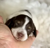 Coco Pudding LH ICA Chic parents , a male Miniature Dachshund for sale in Canton, OH – Photo 1 of 10