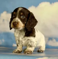 Coco Pudding LH ICA Chic parents heavy ticking , a male Miniature Dachshund for sale in Canton, OH – Photo 5 of 8