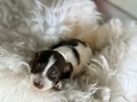 Coco Pudding LH ICA Chic parents , a male Miniature Dachshund for sale in Canton, OH – Photo 5 of 10