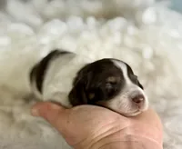 Coco Pudding LH ICA Chic parents , a male Miniature Dachshund for sale in Canton, OH – Photo 4 of 10