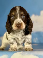 Coco Pudding LH ICA Chic parents heavy ticking , a male Miniature Dachshund for sale in Canton, OH – Photo 6 of 8