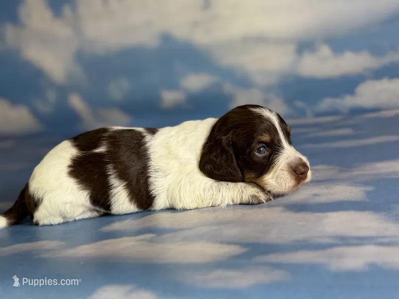 Coco Pudding LH ICA Chic parents  – Miniature Dachshund puppy for sale in Canton, OH