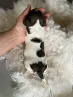 Coco Pudding LH ICA Chic parents , a male Miniature Dachshund for sale in Canton, OH – Photo 7 of 10