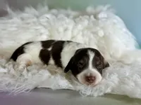 Coco Pudding LH ICA Chic parents , a male Miniature Dachshund for sale in Canton, OH – Photo 6 of 10