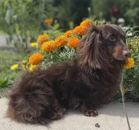 Coco Pudding LH ICA Chic parents , a male Miniature Dachshund for sale in Canton, OH – Photo 8 of 10