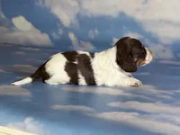 Coco Pudding LH ICA Chic parents heavy ticking , a male Miniature Dachshund for sale in Canton, OH – Photo 4 of 8