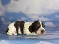 Coco Pudding LH ICA Chic parents heavy ticking , a male Miniature Dachshund for sale in Canton, OH – Photo 2 of 8