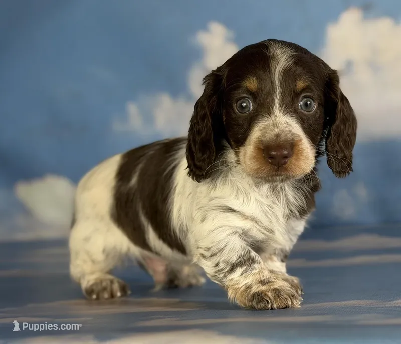 Coco Pudding LH ICA Chic parents heavy ticking  – Miniature Dachshund puppy for sale in Canton, OH