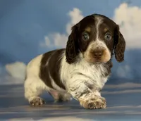 Coco Pudding LH ICA Chic parents heavy ticking , a male Miniature Dachshund for sale in Canton, OH – Photo 1 of 8