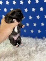Akc Piper DNA OFA GC sired, a female Pekingese for sale in Canton, OH – 5 of 8