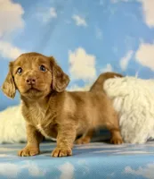 Aca Carlo red Dappled LH chic and PRA clear , a male Miniature Dachshund for sale in East Sparta, OH – 10 of 10