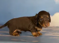 Valley DNA OFA, a female Miniature Dachshund for sale in Canton, OH – Photo 3 of 6