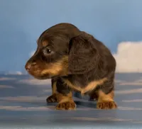 Valley DNA OFA, a female Miniature Dachshund for sale in Canton, OH – Photo 2 of 6