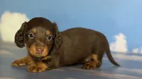 Valley DNA OFA, a female Miniature Dachshund for sale in Canton, OH – Photo 6 of 6