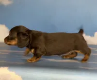 Valley DNA OFA, a female Miniature Dachshund for sale in Canton, OH – Photo 5 of 6