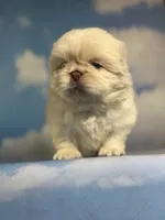 Akc jelly  chocolate covered cream DNA OFA , a male Pekingese for sale in East Sparta, OH – 8 of 8