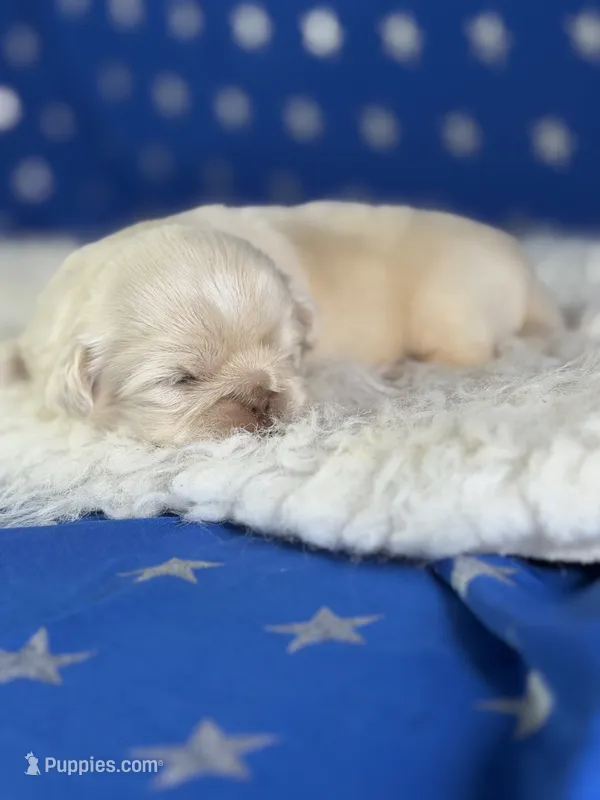 Akc jelly  chocolate covered cream DNA OFA  – Pekingese puppy for sale in Canton, OH