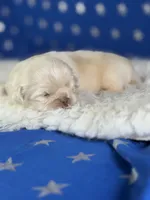 Akc jelly  chocolate covered cream DNA OFA , a male Pekingese for sale in Canton, OH – 1 of 5