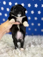Akc Beyoncé DNA OFA , a female Pekingese for sale in Canton, OH – 6 of 7