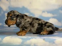 Akc LH Kirby DNA Clear chocolate carrier , a male Miniature Dachshund for sale in Canton, OH – 9 of 10