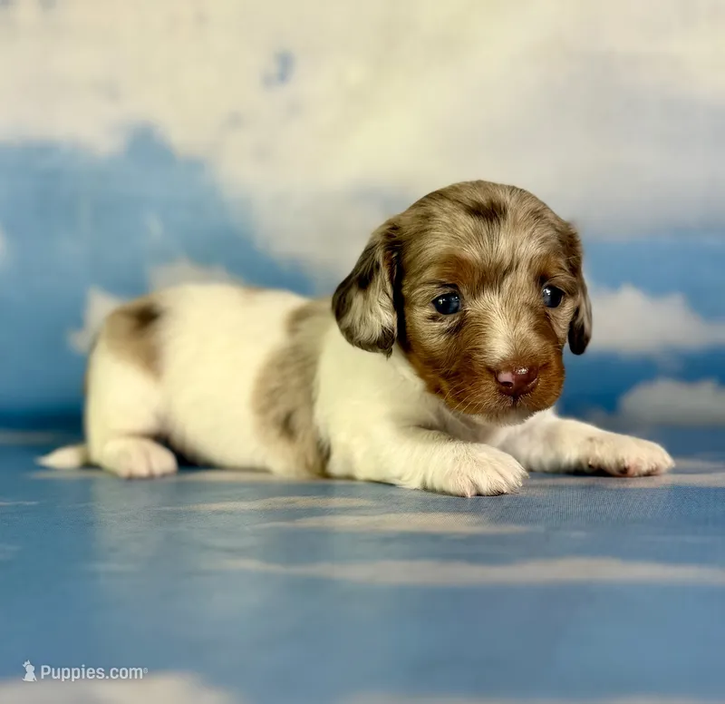 Vixen LH PRA clear OFA Chic parents – Miniature Dachshund puppy for sale in East Sparta, OH