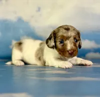 Vixen LH PRA clear OFA Chic parents, a female Miniature Dachshund for sale in East Sparta, OH – 1 of 7