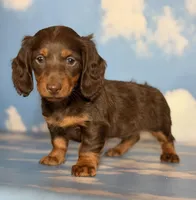 Akc Rory- DNA OFA, a female Miniature Dachshund for sale in Canton, OH – Photo 1 of 9