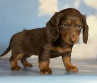 Akc Rory- DNA OFA, a female Miniature Dachshund for sale in Canton, OH – Photo 9 of 9