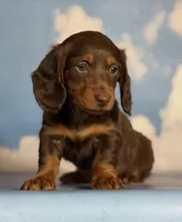 Akc Rory- DNA OFA, a female Miniature Dachshund for sale in Canton, OH – Photo 7 of 9