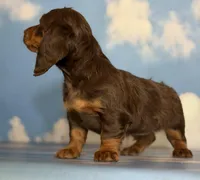 Akc Rory- DNA OFA, a female Miniature Dachshund for sale in Canton, OH – Photo 8 of 9