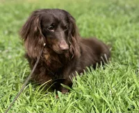 Akc Rory- DNA OFA, a female Miniature Dachshund for sale in Canton, OH – Photo 4 of 9