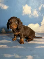 Akc Rory- DNA OFA, a female Miniature Dachshund for sale in Canton, OH – Photo 2 of 9