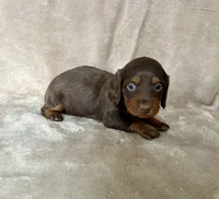 Akc Rory- DNA OFA, a female Miniature Dachshund for sale in Canton, OH – Photo 3 of 9