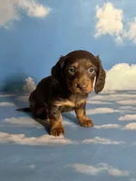 Akc Rory- DNA OFA, a female Miniature Dachshund for sale in Canton, OH – Photo 6 of 9