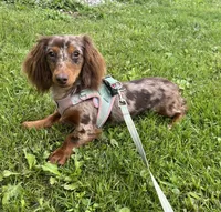 Akc Rory- DNA OFA, a female Miniature Dachshund for sale in Canton, OH – Photo 5 of 9