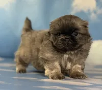 Akc Blue boy DNA OFA , a male Pekingese for sale in East Sparta, OH – 8 of 9
