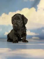 Akc Raven black brindle pointed LH  PRA clear Chic parents, a male Miniature Dachshund for sale in East Sparta, OH – 7 of 7