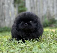 Cashmere DNA OFA , a female Pekingese for sale in Canton, OH – 2 of 6