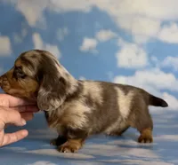 ACA lux LH DNA clear chic parents , a male Miniature Dachshund for sale in Canton, OH – 10 of 10