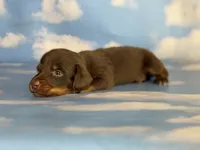 ACA Everest LH male PRA clear OFA Chic Parents , a male Miniature Dachshund for sale in Canton, OH – 5 of 9