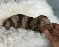 Pixie LH ICA CHIC Parents , a female Miniature Dachshund for sale in Canton, OH – Photo 1 of 10